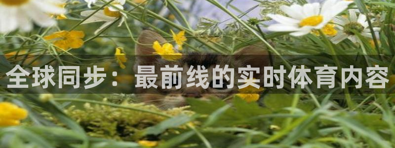全球同步：最前线的实时体育内容
