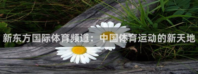 新东方国际体育频道：中国体育运动的新天地
